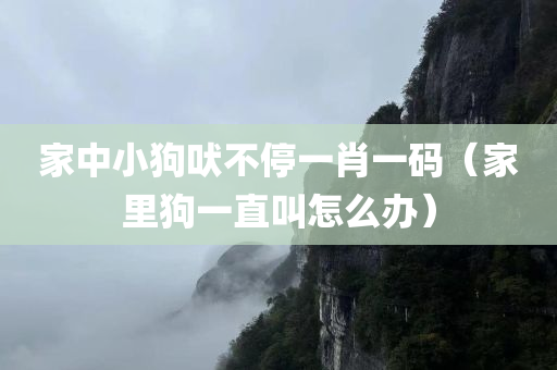 家中小狗吠不停一肖一码（家里狗一直叫怎么办）